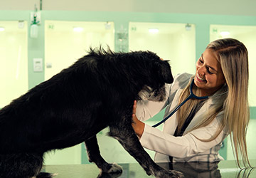 especialidades veterinárias + animal life